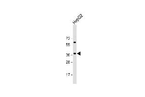 Anti-E2F5 Antibody (N-term) at 1:2000 dilution + HepG2 whole cell lysate Lysates/proteins at 20 μg per lane.