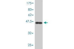 Western Blot detection against Immunogen (45.