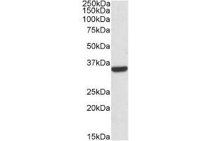 Image no. 1 for anti-Calponin 2 (CNN2) (Internal Region) antibody (ABIN401514) (CNN2 anticorps  (Internal Region))