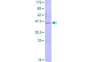 Image no. 1 for IMP1 Inner Mitochondrial Membrane Peptidase-Like (IMMP1L) (AA 1-166) protein (GST tag) (ABIN1307870)
