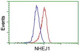 Image no. 2 for anti-Nonhomologous End-Joining Factor 1 (NHEJ1) antibody (ABIN1499729) (NHEJ1 anticorps)