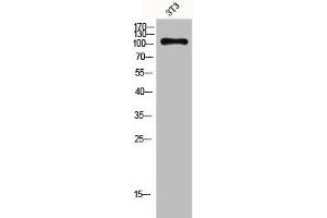 Western Blot analysis of 3T3 cells using GPR110 Polyclonal Antibody (G Protein-Coupled Receptor 110 anticorps  (C-Term))