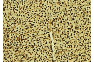 ABIN6277606 at 1/100 staining Mouse liver tissue by IHC-P. (PRPF3 anticorps  (N-Term))
