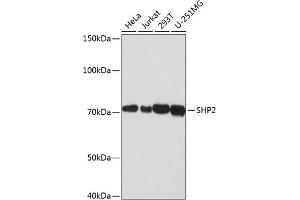 Western blot analysis of extracts of various cell lines, using SHP2 antibody (ABIN7269704) at 1:1000 dilution. (PTPN11 anticorps)