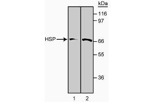 Western blot analysis of HSP-70 using clone 5G10. (HSP70 anticorps)