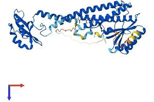 AlphaFold protein structure predicition of Human Recombinant ATP6V1C2 Protein, UniprotID Q8NEY4