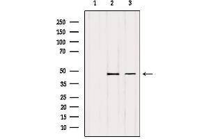 Western blot analysis of extracts from various samples, using TSG101 Antibody. (TSG101 anticorps)