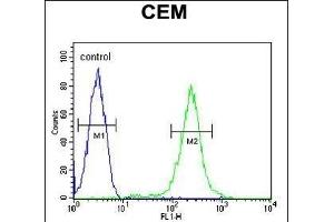 CFP Antibody (Center) (ABIN653898 and ABIN2843141) flow cytometric analysis of CEM cells (right histogram) compared to a negative control cell (left histogram).