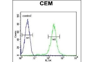 CFP Antibody (Center) (ABIN653898 and ABIN2843141) flow cytometric analysis of CEM cells (right histogram) compared to a negative control cell (left histogram). (CFP anticorps  (AA 197-223))