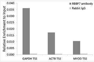 Chromatin immunoprecipitation analysis of extracts of 293T cells, using RBBP7 antibody (ABIN6128621, ABIN6146745, ABIN6146747 and ABIN6217460) and rabbit IgG. (RBBP7 anticorps  (AA 1-230))