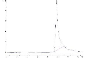 The purity of Human CCL24 is greater than 95 % as determined by SEC-HPLC.