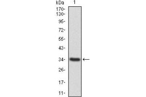 Western Blotting (WB) image for anti-Annexin A1 (ANXA1) (AA 144-248) antibody (ABIN1842825) (Annexin a1 anticorps  (AA 144-248))