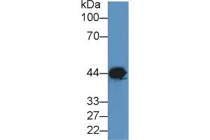 Western blot analysis of Dog Brain lysate, using Rabbit Anti-Dog CKM Antibody (2 µg/ml) and HRP-conjugated Goat Anti-Rabbit antibody (abx400043, 0. (CKM anticorps  (AA 11-367))