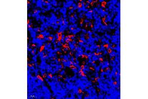 Immunofluorescence of paraffin embedded rat thymus using MHC-II (ABIN7074245) at dilution of 1:500 (400x lens)