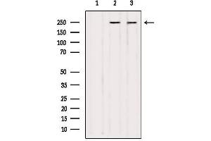 Western blot analysis of extracts from various samples, using NUMA1 Antibody. (NUMA1 anticorps  (N-Term))