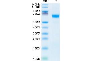MFGE8 Protein (AA 23-463) (His tag)