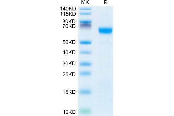 MFGE8 Protein (AA 23-463) (His tag)