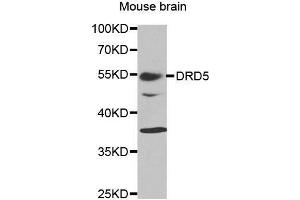 Western Blotting (WB) image for anti-Dopamine Receptor D5 (DRD5) (AA 323-477) antibody (ABIN3022433) (DRD5 anticorps  (AA 323-477))