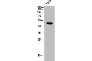 Western Blot analysis of A549 cells using Connexin 47 Polyclonal Antibody (GJC2 anticorps  (N-Term))