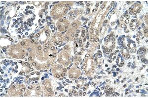 Human kidney (RRP1 anticorps  (C-Term))