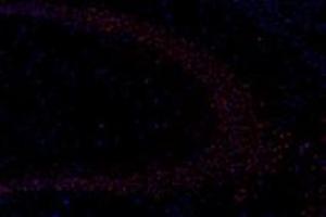 Immunofluorescent analysis of paraformaldehyde-fixed mouse hippocampus using GDF6 (ABIN7074132) at dilution of 1: 650