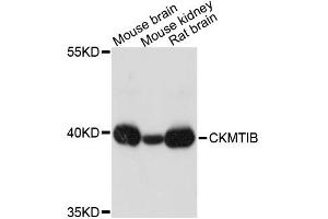 Western blot analysis of extracts of various cell lines, using CKMT1B antibody (ABIN5995410) at 1:3000 dilution. (CKMT1B anticorps)
