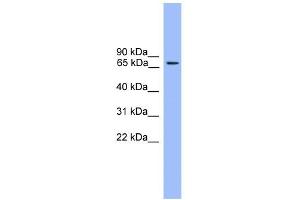 WB Suggested Anti-Rph3a Antibody Titration: 0. (RPH3A anticorps  (N-Term))