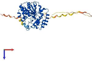 AlphaFold protein structure predicition of Human Recombinant SULT2B1 Protein, UniprotID O00204