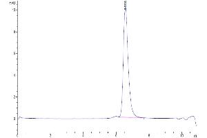 The purity of Human Endoglin is greater than 95 % as determined by SEC-HPLC.