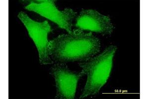 Immunofluorescence of purified MaxPab antibody to APOBEC3H on HeLa cell.