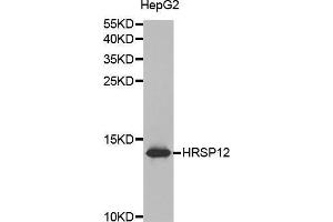 Western blot analysis of extracts of HepG2 cell lines, using HRSP12 antibody. (HRSP12 anticorps  (AA 1-137))