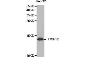 Western blot analysis of extracts of HepG2 cell lines, using HRSP12 antibody. (HRSP12 anticorps  (AA 1-137))