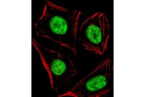 Immunofluorescent analysis of 4 % paraformaldehyde-fixed, 0.