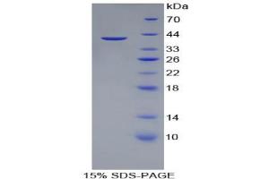 SDS-PAGE analysis of Pig Apolipoprotein A2 Protein. (APOA2 Protéine)