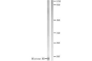 Western blot analysis of extracts from COLO205 cells. (Histone H3.1 anticorps)