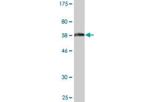 Western Blot detection against Immunogen (60.