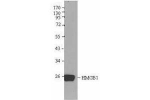 Western Blotting (WB) image for anti-High Mobility Group Box 1 (HMGB1) antibody (ABIN2666345) (HMGB1 anticorps)