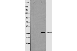Western blot analysis of TALL-2 expression in COLO205 cells. (TNFSF13 anticorps  (Internal Region))