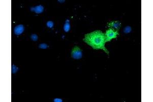 Anti-GBP1 mouse monoclonal antibody (ABIN2455059) immunofluorescent staining of COS7 cells transiently transfected by pCMV6-ENTRY GBP1 (RC201236). (GBP1 anticorps)