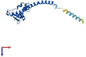 AlphaFold protein structure predicition of Mouse Recombinant Rsl24d1 Protein, UniprotID Q99L28