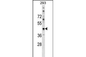CADM2 Antibody (N-term) (ABIN1539413 and ABIN2849111) western blot analysis in 293 cell line lysates (35 μg/lane). (CADM2 anticorps  (N-Term))