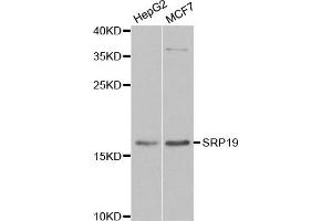 Western blot analysis of extracts of various cell lines, using SRP19 antibody. (SRP19 anticorps)
