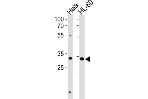 Western Blotting (WB) image for anti-Transcription Factor AP-4 (Activating Enhancer Binding Protein 4) (TFAP4) antibody (ABIN2996468) (TFAP4 anticorps)