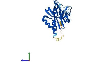 AlphaFold protein structure predicition of Mouse Recombinant Nudt5 Protein, UniprotID Q9JKX6
