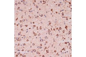 Immunohistochemistry of paraffin-embedded mouse brain using Peroxiredoxin 4 (PRDX4) (PRDX4) Rabbit mAb (ABIN7269238) at dilution of 1:100 (40x lens). (Peroxiredoxin 4 anticorps)