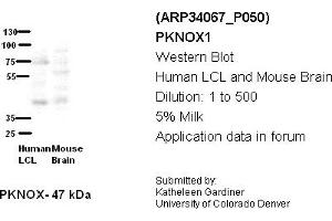 Image no. 2 for anti-PBX/knotted 1 Homeobox 1 (PKNOX1) (Middle Region) antibody (ABIN2778247)