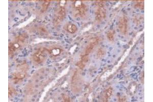 IHC-P analysis of Rat Kidney Tissue, with DAB staining. (SERPINC1 anticorps  (AA 33-465))