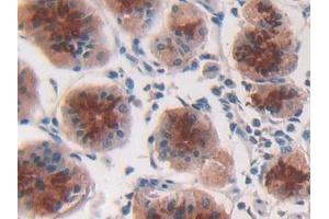 IHC-P analysis of Human Stomach Tissue, with DAB staining. (IFNA2 anticorps  (AA 24-188))
