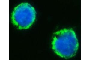 IF analysis of MFF using anti-MFF antibody (ABIN7599292). (MFF anticorps  (AA 1-342))
