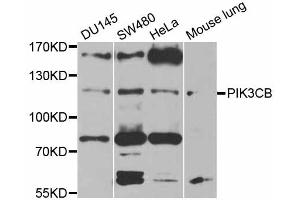 Western blot analysis of extracts of various cell lines, using PIK3CB antibody (ABIN5970370) at 1/1000 dilution. (PIK3CB anticorps)